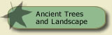 Expert tree advice on ancient trees and landscapes