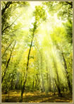Arboricultural Consultants - tree reports, tree advice & planning reports for Hampshire, Dorset and the South of England