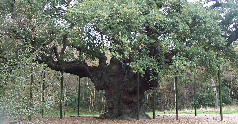 hinsley-oak
